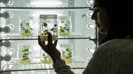 Ramiro Arnedo, investigando en la calidad de semillas en un lugar inmejorable