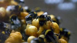 Agrobío: en el top mundial de la producción de colmenas para el control biológico de plagas y la polinización natural